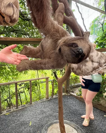  Monkey And Sloth Park (ONLY)